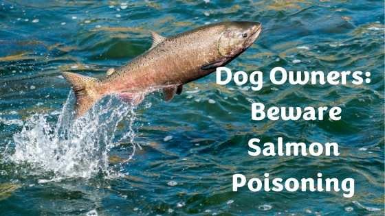 Salmon Poisoning in Dogs