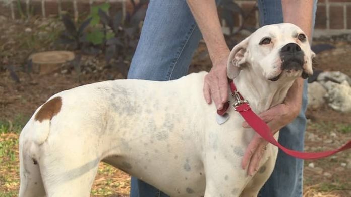 Signs of Rocky Mountain Spotted Fever in Dogs
