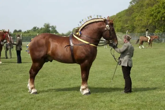 Suffolk Punch Horse