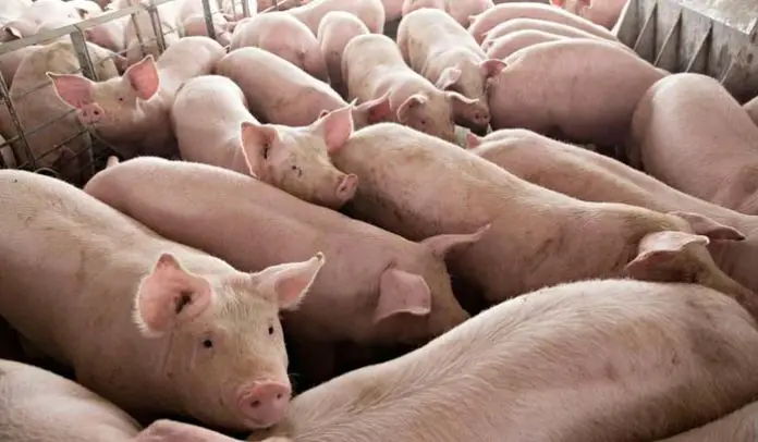 Swine Diseases