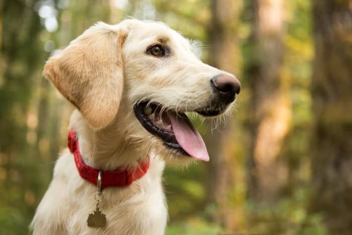 Tick Fever in Dogs