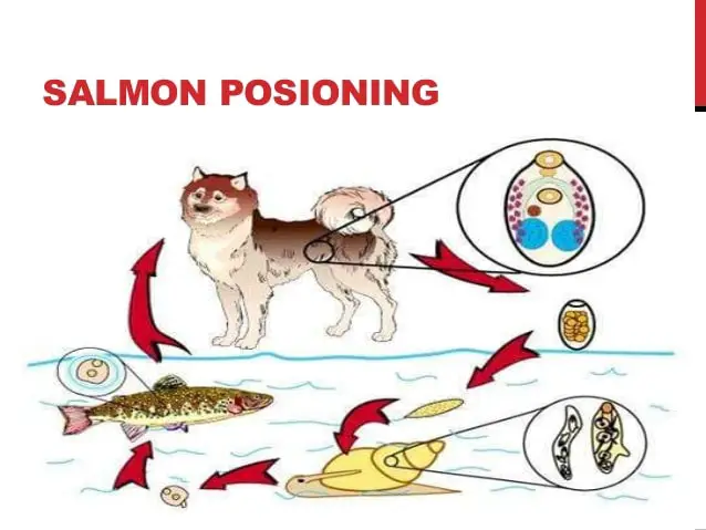 Transmission of Salmon Poisoning