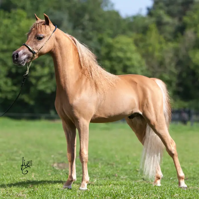 American Miniature Horse