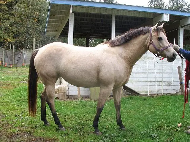 American Quarter Pony