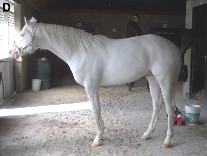 American White Horse