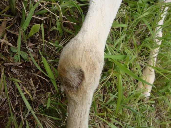 Arthritis in Goats