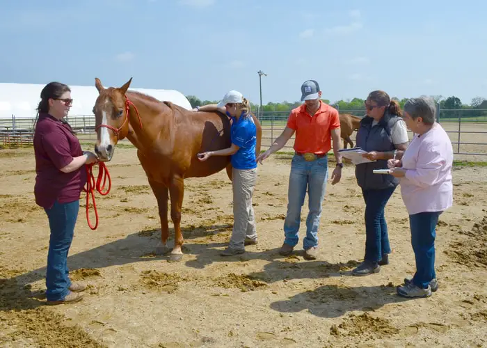 Basic Horse Management Tools