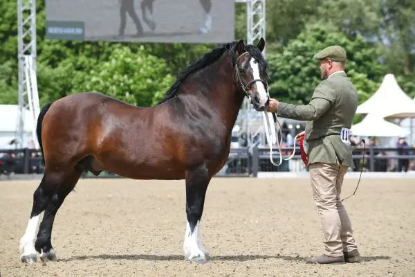 Beautiful Welsh Cob