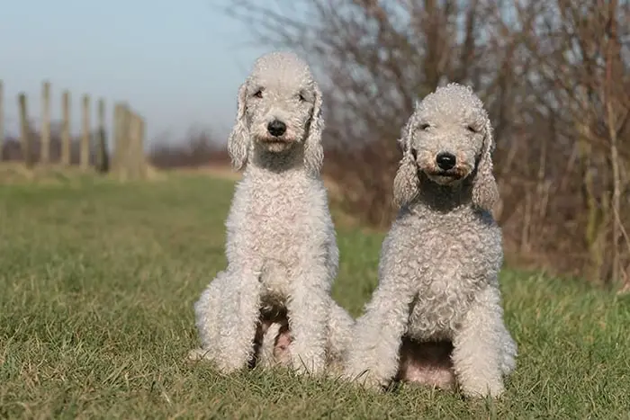 Bedlington Terrier