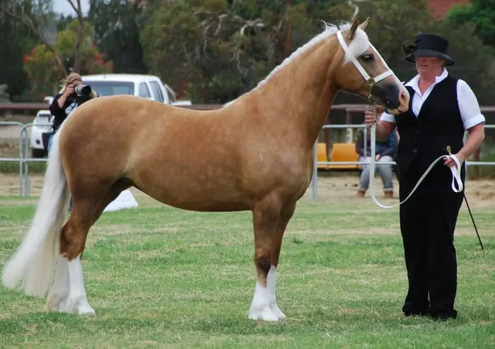 Behavior of Welsh Horse