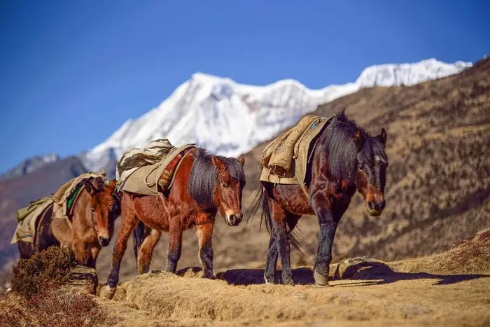 Bhutia Horse of India
