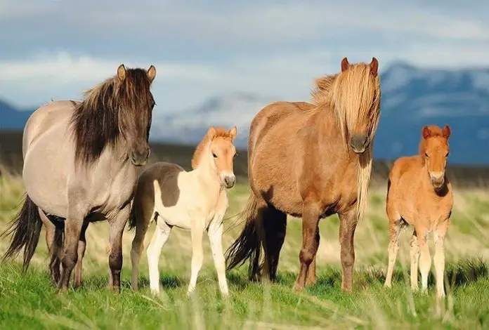Borna Disease in Horses
