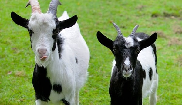 CAE in Goats