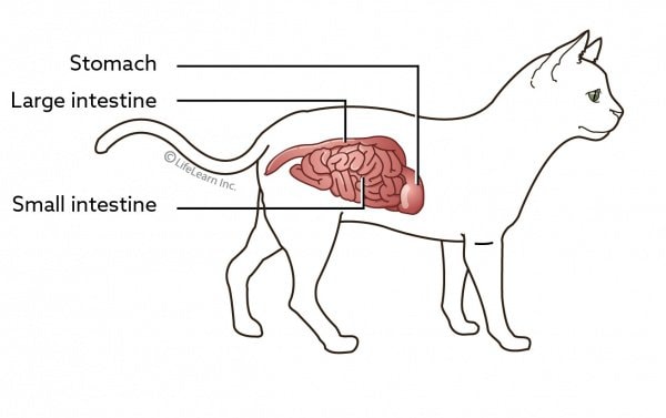 Cat Digestive System
