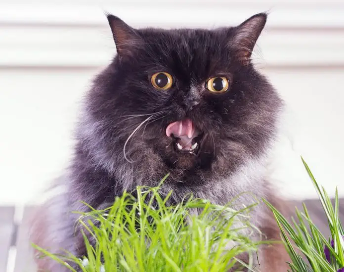 Cat Vomiting