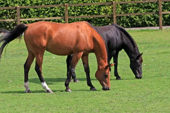 Causes of Borna Disease in Horses