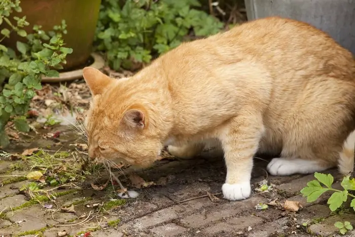 Causes of Cat Vomiting