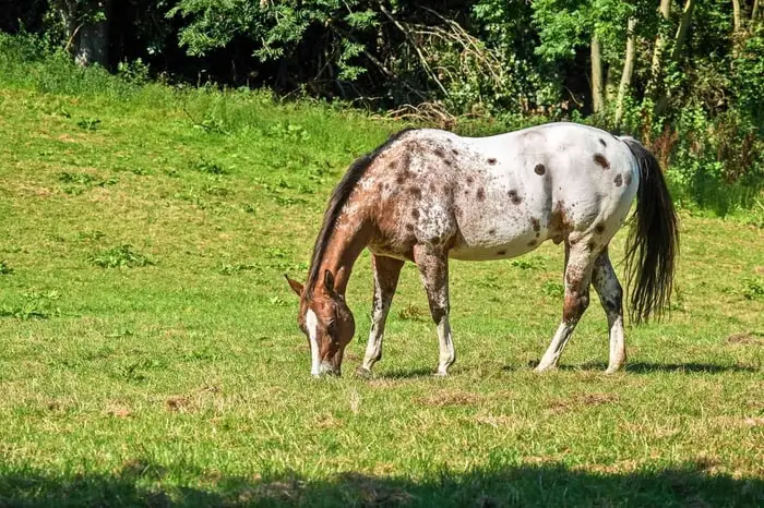 Causes of Leptospirosis in Horses