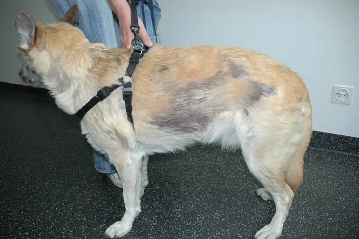 Clinical Signs of Canine Folliculitis