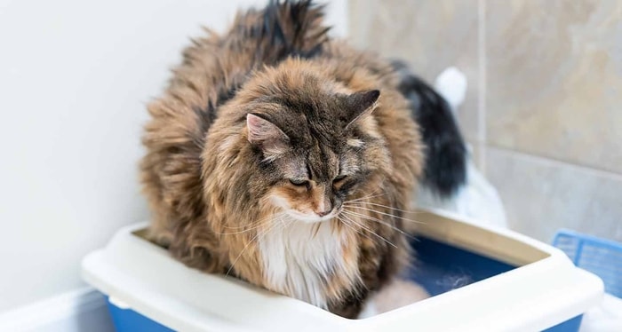 Clinical Signs of Cat Diarrhea