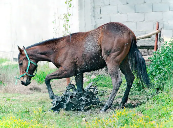 Clinical Signs of Leptospirosis