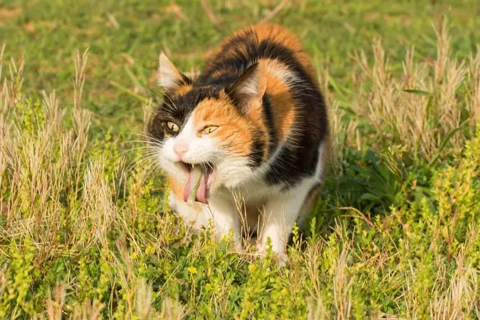 Clinical Signs of Vomiting in Cat
