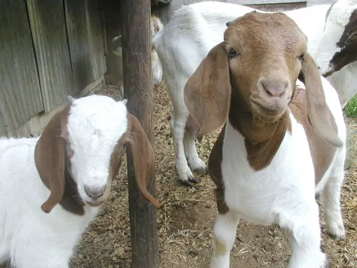 Coccidiosis in Goats