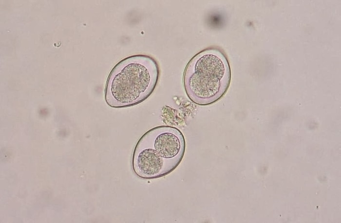 Coccidiosis in Goats- Eimeria spp