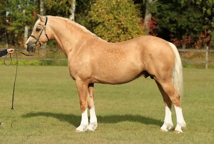 Color of Welsh Pony and Cob