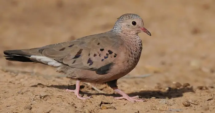 Common Ground Dove