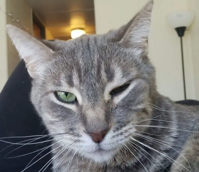 Conjunctivitis in Cats