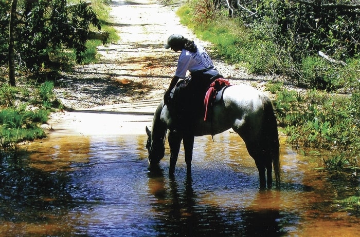 Diagnosis of Leptospirosis in Horses