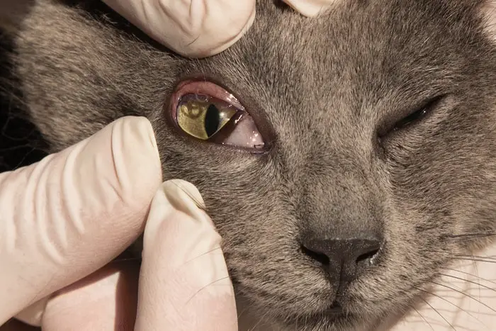 Diagnosis of Pink Eye in Cats