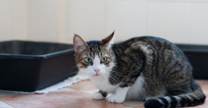 Diarrhea in Cats