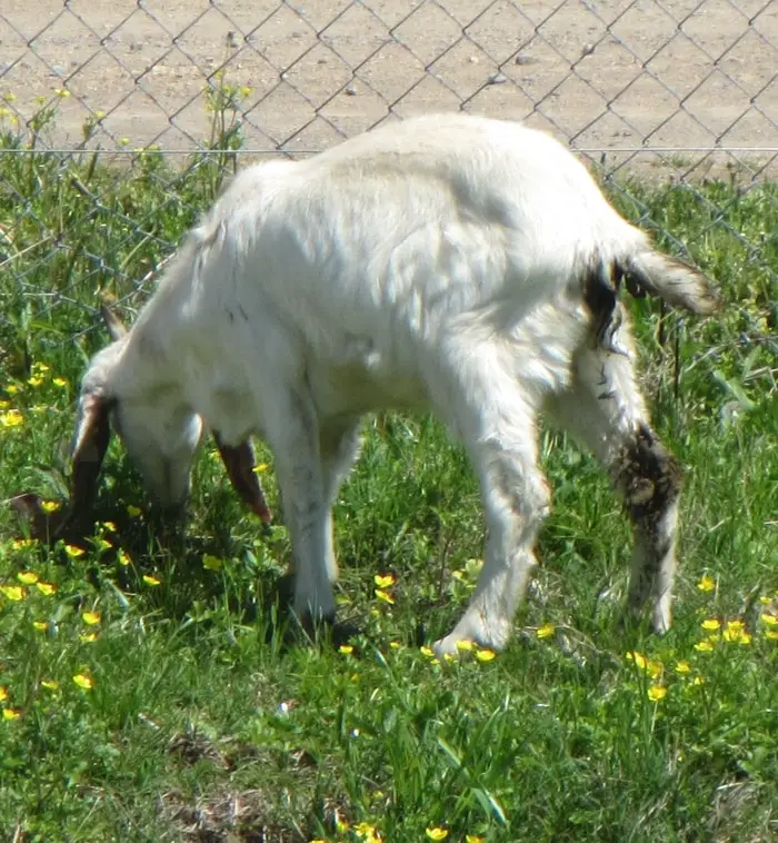 Diarrhea in goats