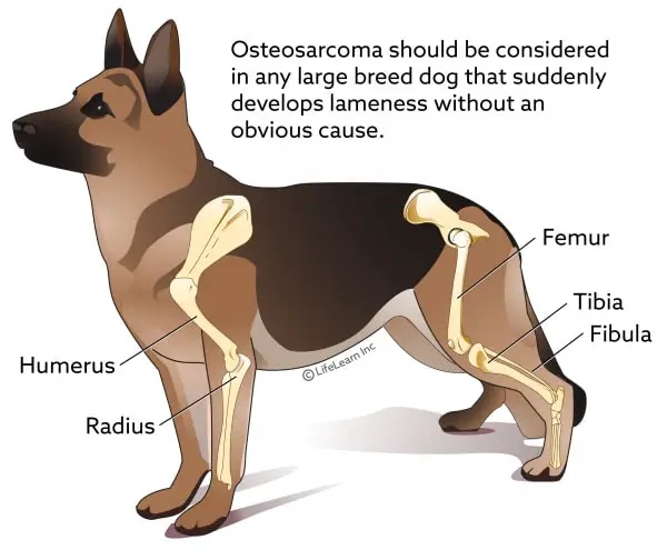 Differential Diagnosis of Canine Osteosarcoma