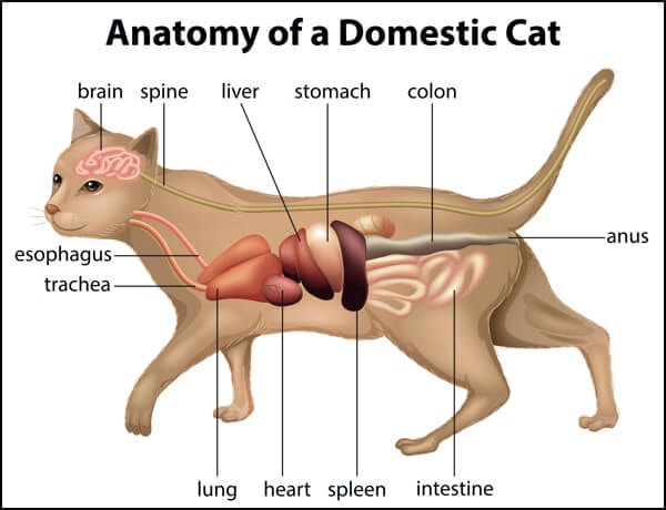 Digestive System of Cat
