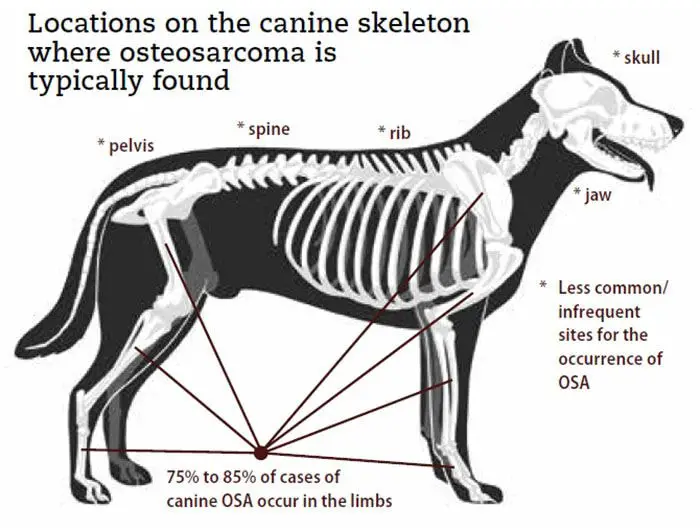 Dogs Anatomy and Location of Bone Cancer