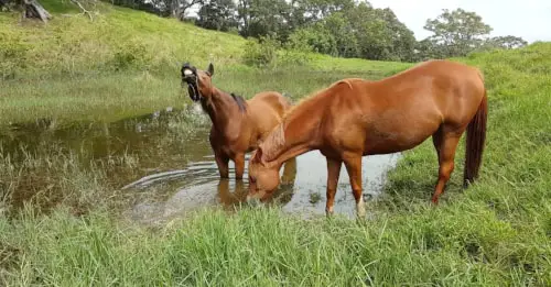 Epidemiology of Leptospirosis