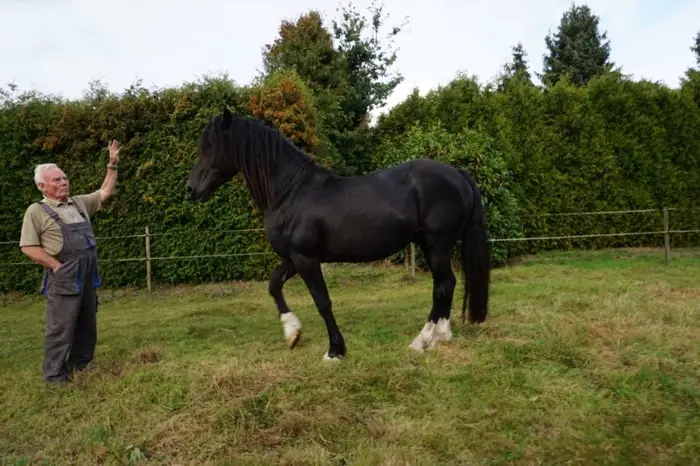 Features of Welsh Cob