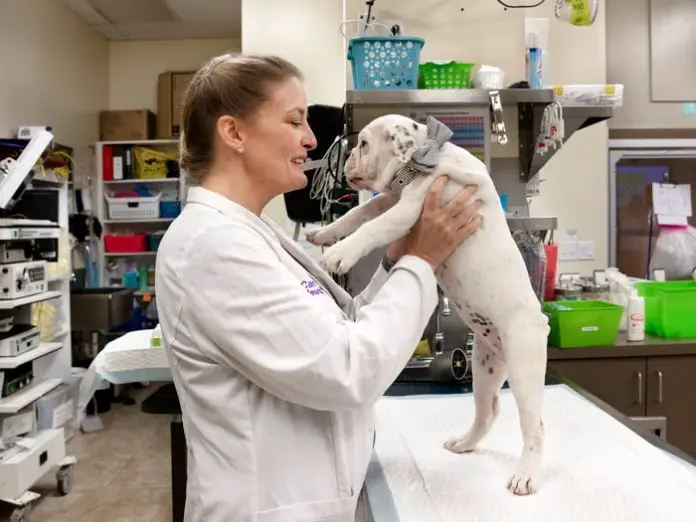 Folliculitis in Dogs
