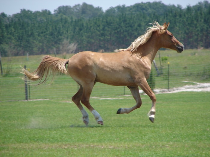 Galiceno Horse