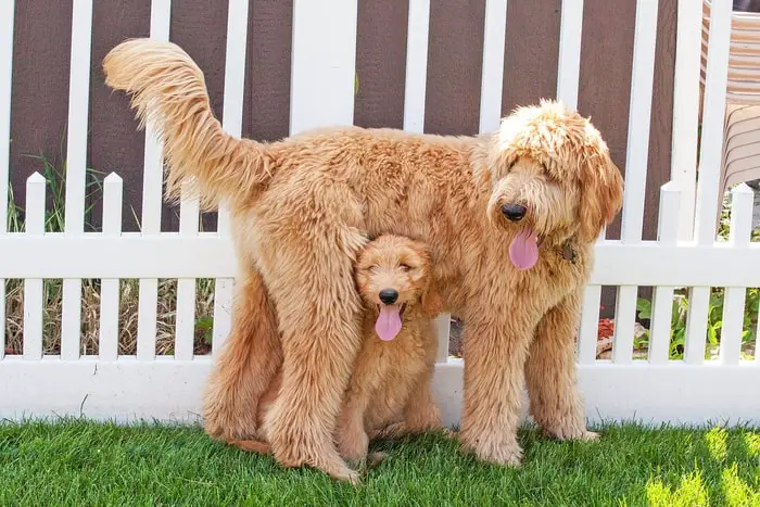 Golden Doodle