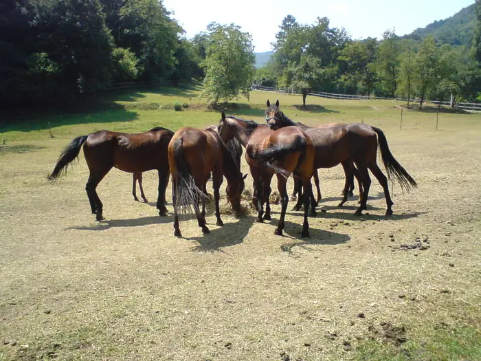 Group Feeding of Horse