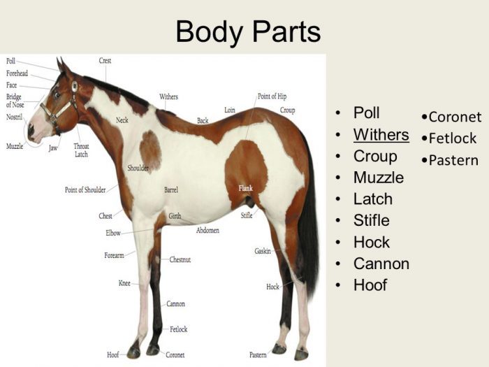 Horse Body Parts