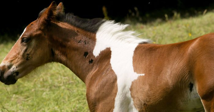 Horse Body markings