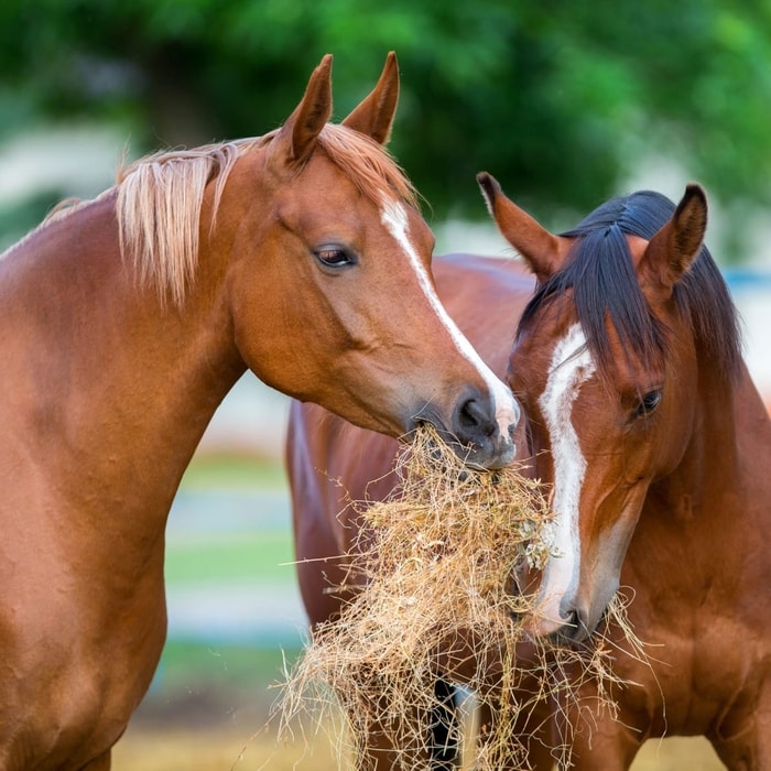 Horse Feeding Behavior