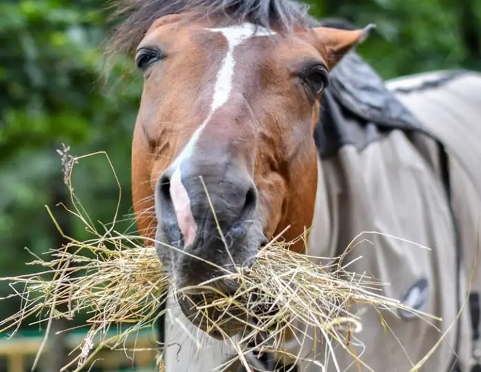 Horse Hay Feeding