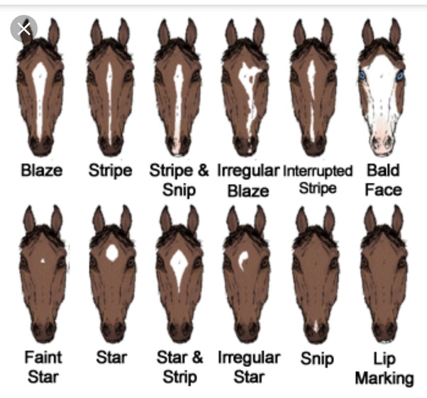 Horse Head Markings