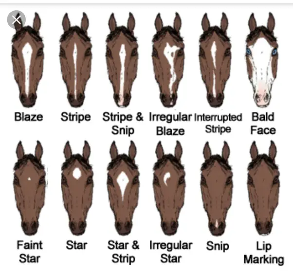 Horse Head Markings